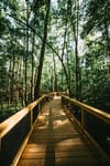 Image of a boardwalk winding through dense forest at Congaree National Park in South Carolina.